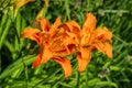 Orange daylilies flowers or Hemerocallis. Daylilies on green leaves background. Flower beds with flowers in garden. Royalty Free Stock Photo