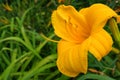 Orange daylilies flowers or Hemerocallis. Daylilies on green leaves background. Flower beds with flowers in garden. Royalty Free Stock Photo