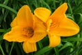 Orange daylilies flowers or Hemerocallis. Daylilies on green leaves background. Flower beds with flowers in garden. Royalty Free Stock Photo