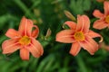 Orange daylilies grow in the garden and are photographed from above Royalty Free Stock Photo