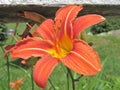 Orange Daylilies growing along a wooden fence Royalty Free Stock Photo