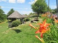 Orange Daylilies growing along a wooden fence Royalty Free Stock Photo