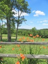 Orange Daylilies growing along a wooden fence Royalty Free Stock Photo