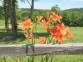 Orange Daylilies growing along a wooden fence Royalty Free Stock Photo