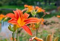 Orange daylilies Royalty Free Stock Photo