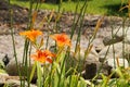 Orange daylilies, tawny daylily, hermerocallis fulva Royalty Free Stock Photo