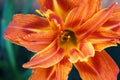 Orange daylilly flower closeup Royalty Free Stock Photo