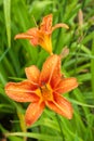 Orange Daylily Royalty Free Stock Photo