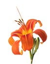 Orange daylily Royalty Free Stock Photo