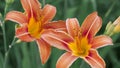 Orange daylily on a background of green grass. Close up, macro Royalty Free Stock Photo