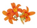 Orange daylily with bud isolated on white Royalty Free Stock Photo