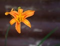 Orange Daylily Closeup, Portland, Colorado