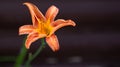 Orange Daylily Closeup, Portland, Colorado #2