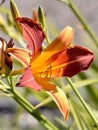 Orange daylily Royalty Free Stock Photo