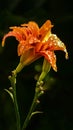 Orange daylily in drops after rain Royalty Free Stock Photo