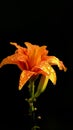 Orange daylily in drops after rain Royalty Free Stock Photo