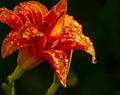 Orange daylily in drops after rain Royalty Free Stock Photo