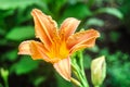 Orange daylily flower on blurred green background Royalty Free Stock Photo