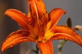 Orange daylily flower close-up. Hemerocallis fulva Ãâ¬lant macro