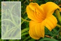 Orange daylily flower or Hemerocallis on green leaves background close up. Space for text. Royalty Free Stock Photo