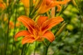 An orange daylily