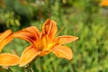 Orange daylily flowers Hemerocallis fulva highlighted by the sun. Flowers shot in the garden over the green blurred background. Royalty Free Stock Photo