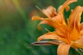 The orange daylily flowers Hemerocallis fulva shot in the garden over the green blurred background. Copy space. Selective focus Royalty Free Stock Photo