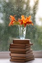 Orange daylily flowers in a vase that stands on books. A window with raindrops. Green blurred background. Summer Royalty Free Stock Photo