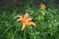 Orange daylily flowers wet in the rain. Royalty Free Stock Photo