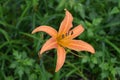 Orange daylily flowers wet in the rain. Royalty Free Stock Photo