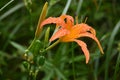 Orange daylily flowers wet in the rain. Royalty Free Stock Photo