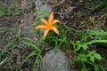 Orange daylily flowers wet in the rain. Royalty Free Stock Photo