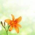 Orange daylily on green Royalty Free Stock Photo