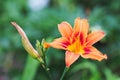 Orange daylily on green blurred background. Royalty Free Stock Photo