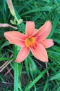 Orange Daylily Royalty Free Stock Photo