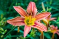 Orange Daylily, Hemerocallis fulva Royalty Free Stock Photo