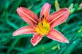 Orange Daylily, Hemerocallis fulva Royalty Free Stock Photo