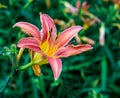 Orange Daylily, Hemerocallis fulva Royalty Free Stock Photo