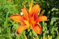 Orange daylily, Hemerocallis fulva flower in a garden Royalty Free Stock Photo