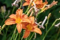 Orange daylily hemerocallis fulva flowerss Royalty Free Stock Photo