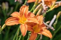 Orange daylily hemerocallis fulva flowerss Royalty Free Stock Photo