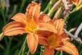 Orange daylily hemerocallis fulva flowerss Royalty Free Stock Photo