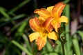 Orange daylily hemerocallis fulva flowers Royalty Free Stock Photo