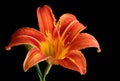 Orange Daylily, Hemerocallis fulva, isolated Royalty Free Stock Photo