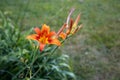 Orange Daylily (Hemerocallis fulva) in St. Petersburg Royalty Free Stock Photo