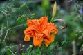 Orange Daylily. Hemerocallis fulva, tawny or orange daylily. Salmon colored flowers of Hemerocallis fulva Royalty Free Stock Photo