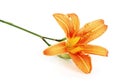 Orange daylily isolated Royalty Free Stock Photo