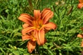 Orange Daylily Lilium bulbiferum against natural green background Royalty Free Stock Photo