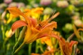 An orange daylily