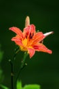 Orange Daylily After the Rain